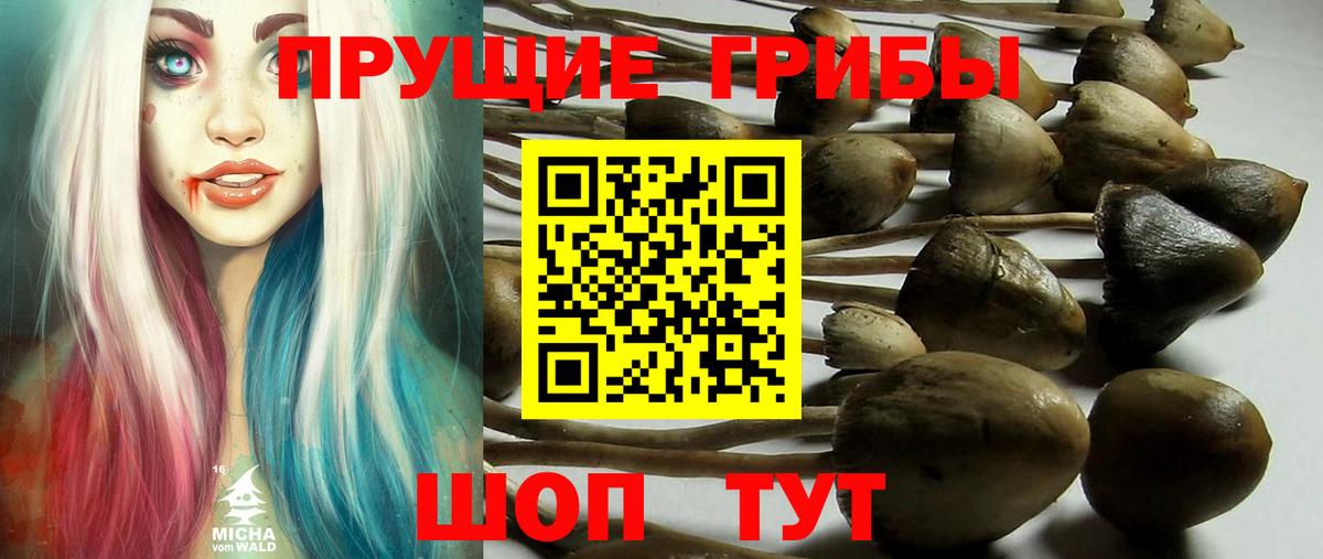 Галлюциногенные грибы Magic Shrooms  Вход с VPN  Псилоцибиновые грибы Psilocybe  Дубна 