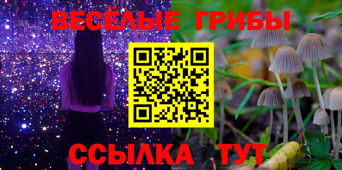 Псилоцибиновые грибы Psilocybe Дубна